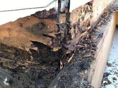 Professional mold removal services in Victoria, TX - Victoria Mold Specialist